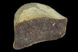Fossil Hadrosaur Phalange Bone Section - Aguja Formation, Texas #116589-1